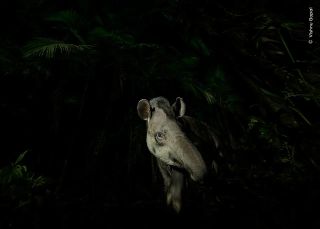 Finding hoofprints on a forest track near his campsite, Vishnu waited nearby. An hour later, the tapir appeared. Using a long exposure and torchlight to capture texture and movement, Vishnu framed the tapir, head turned to the side, as it emerged from the forest.