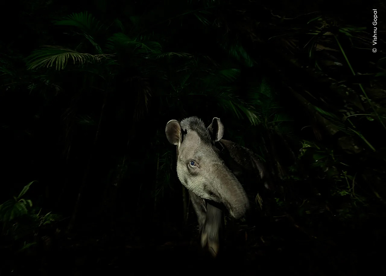 Finding hoofprints on a forest track near his campsite, Vishnu waited nearby. An hour later, the tapir appeared. Using a long exposure and torchlight to capture texture and movement, Vishnu framed the tapir, head turned to the side, as it emerged from the forest.