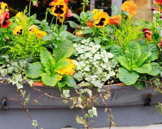 window box with pansies and ivy