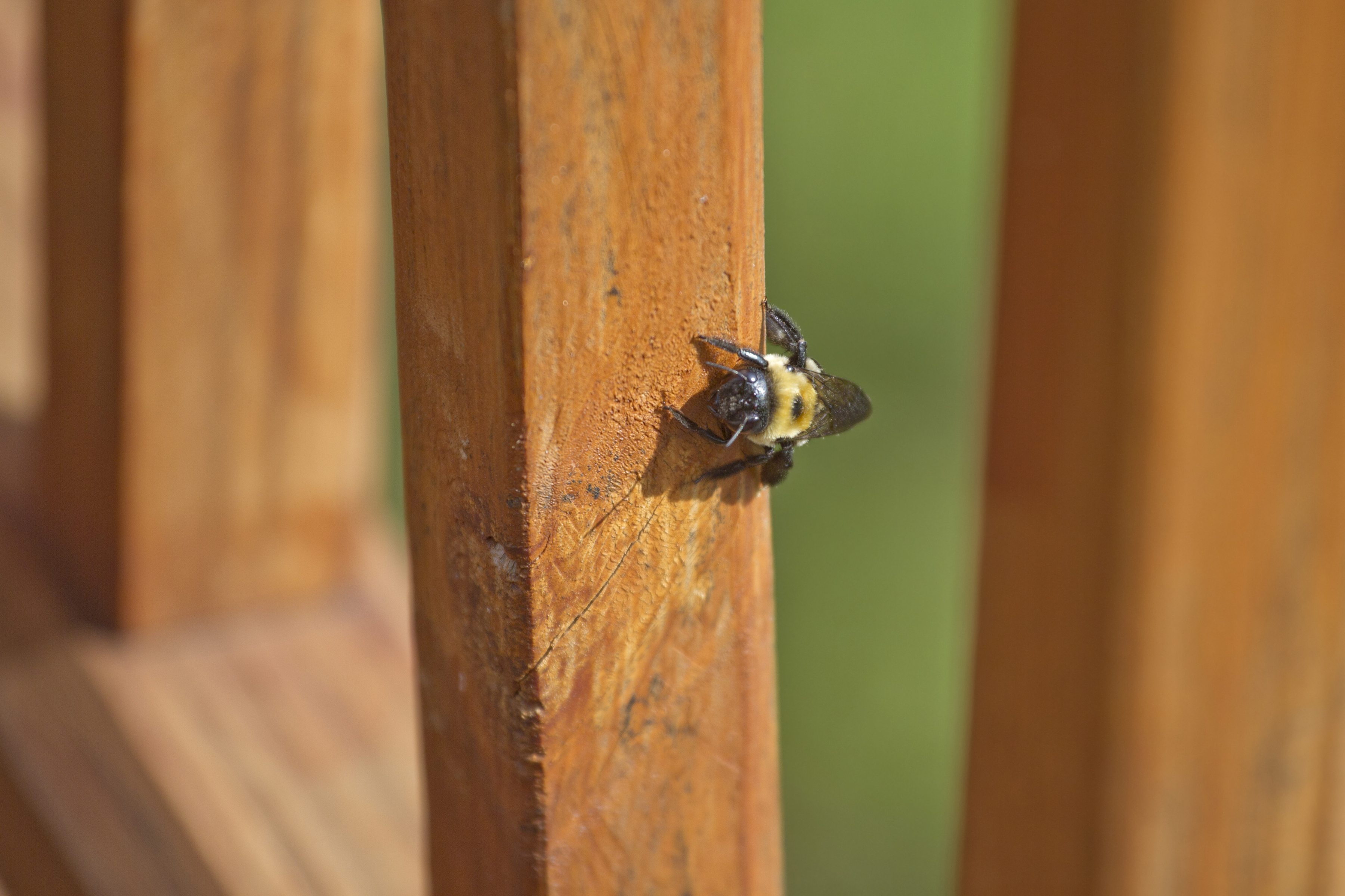 A carpenter bee burrowing into a wooden deck
