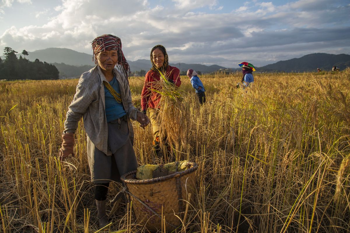 Women working corn fields.