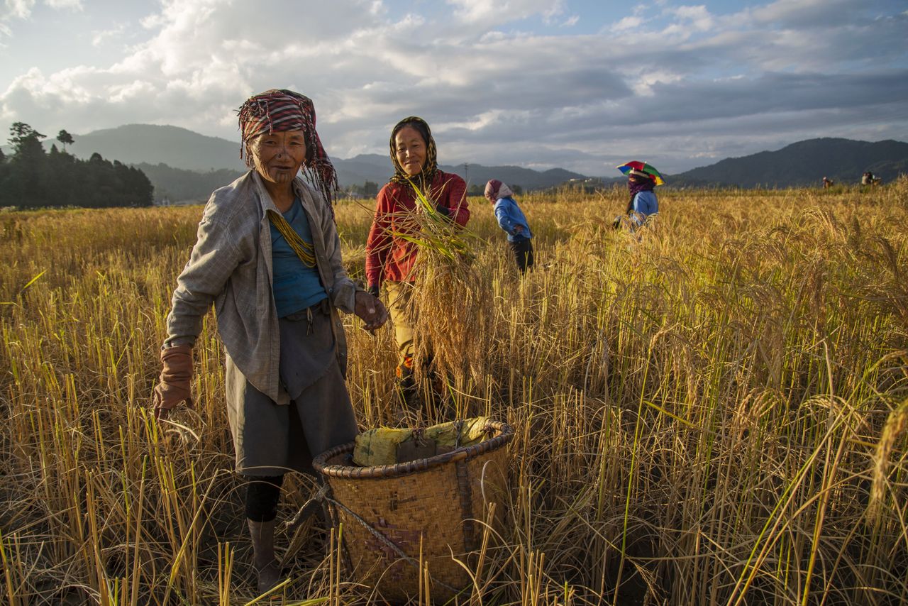 Women working corn fields.