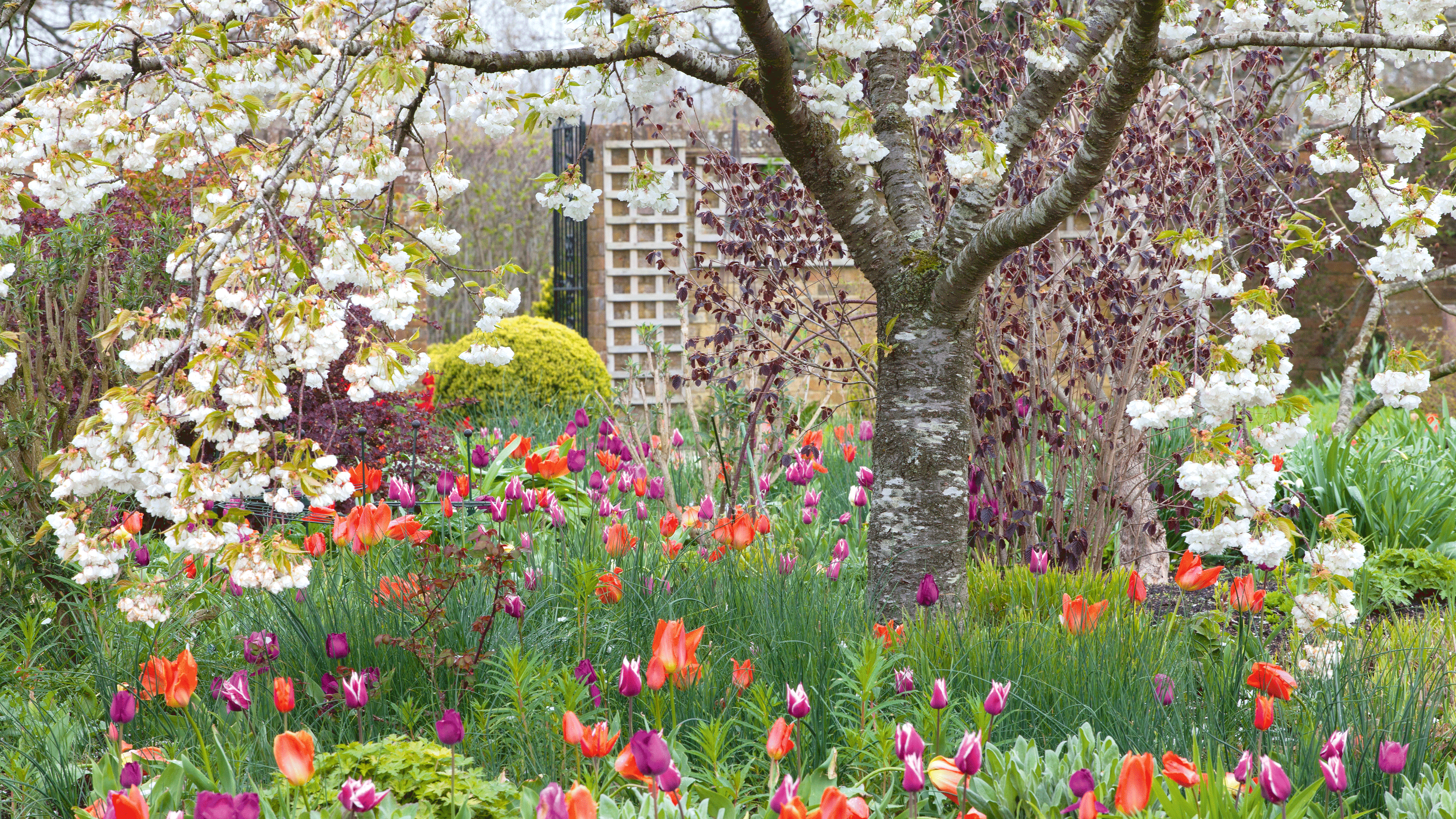 Flowers in lawn surrounding tree