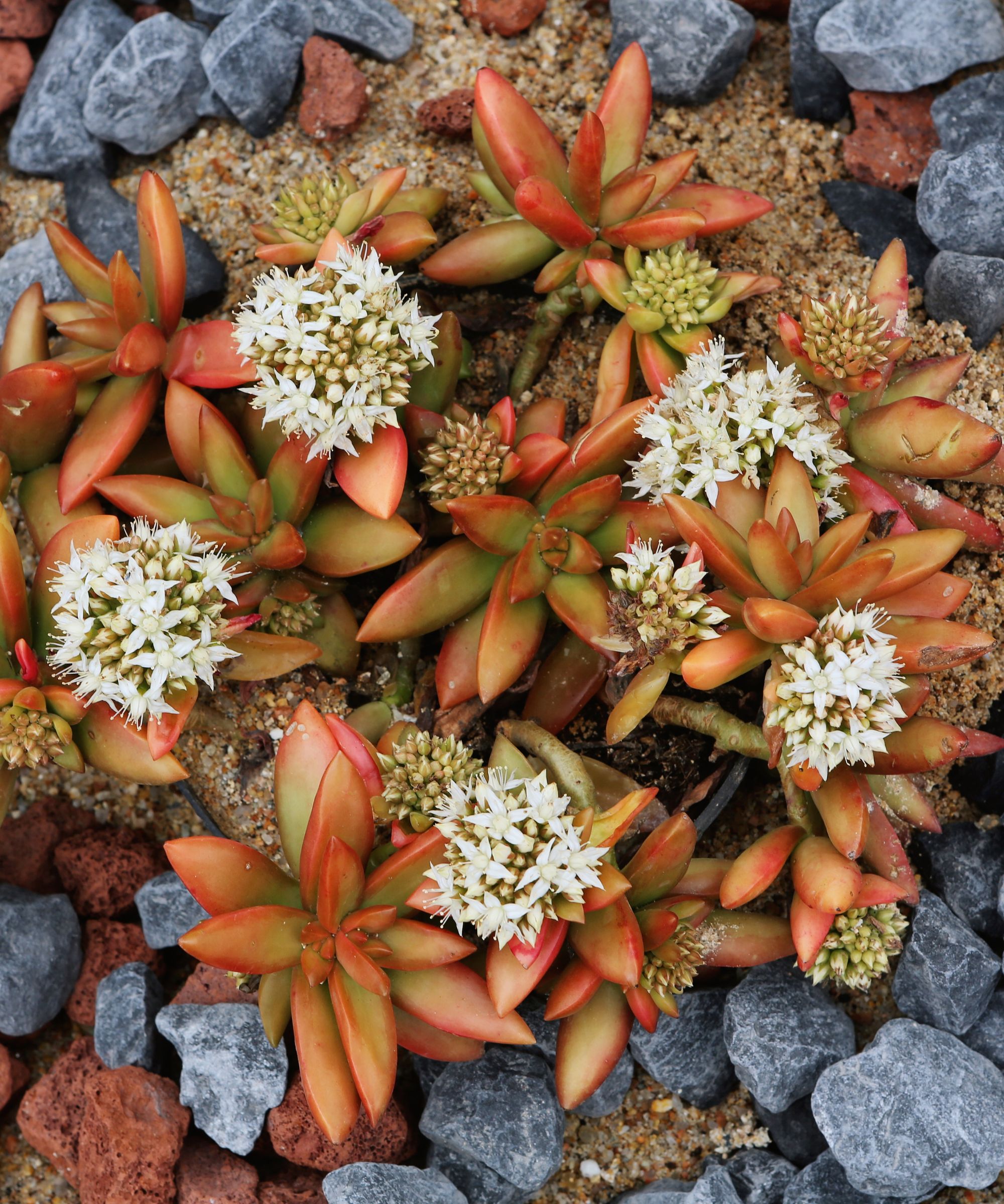 Red sedum foliage in a rock garden