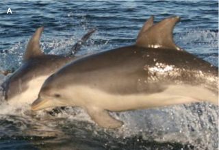 The new dolphin is a dark bluish-gray near the fin on its back, a color that extends over its head and sides of its body. Their sides are gray and their underbelly is lighter in color, an off-white, covering up to their eyes and flippers.