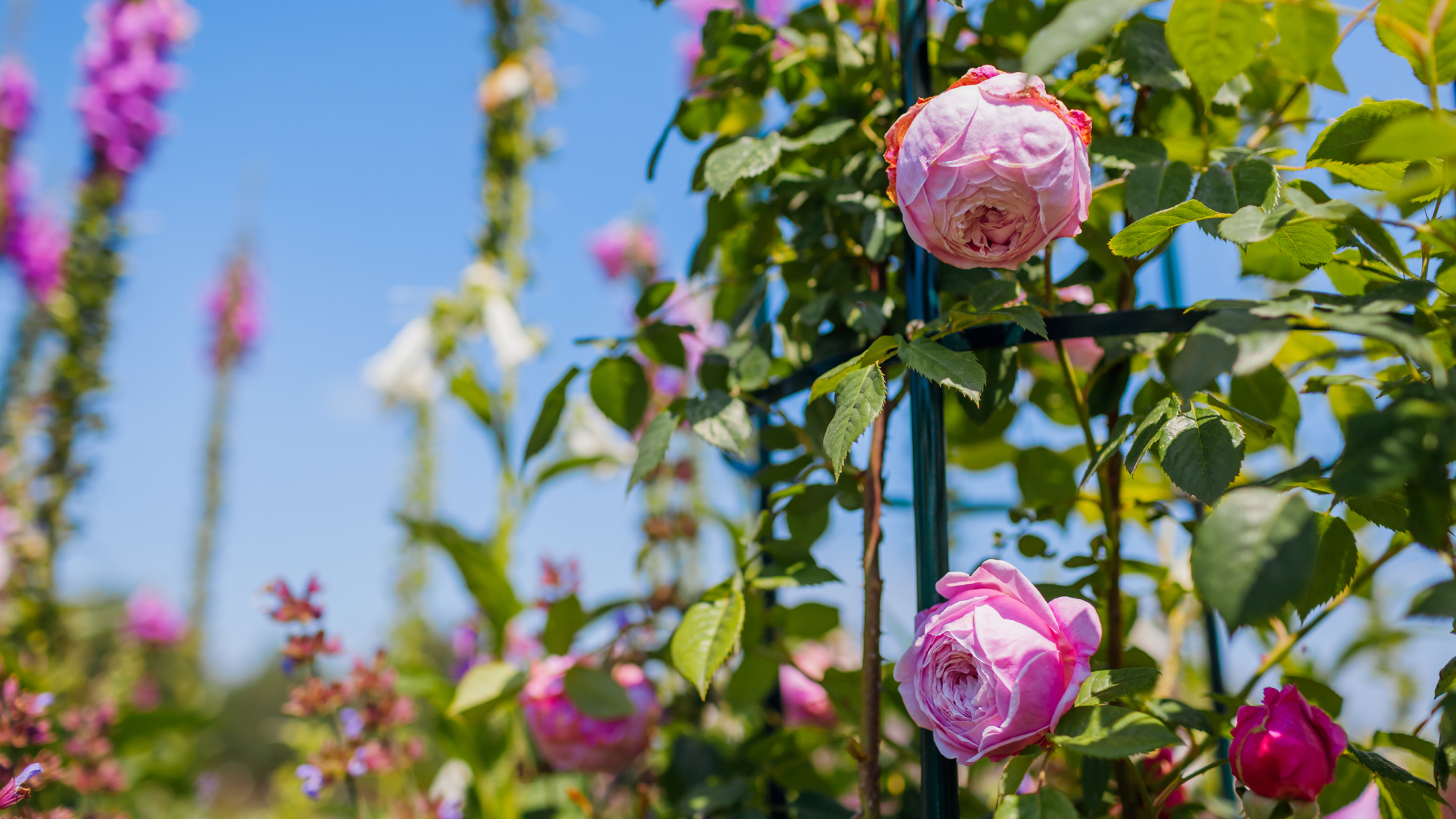 Plant supports used for roses and foxgloves to keep a summer border in shape