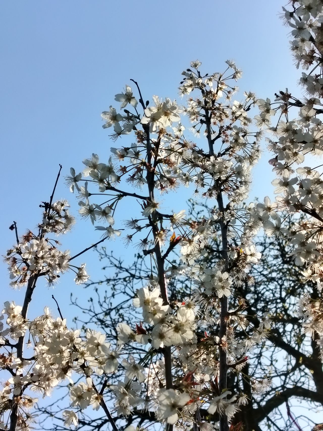 A photo captured on the OnePlus Nord CE 3 Lite 5G