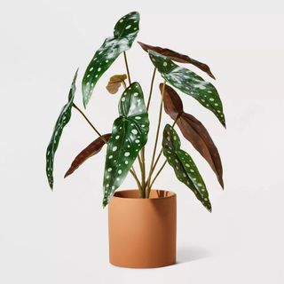 A spotted begonia houseplant in a terracotta pot