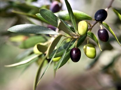 Growing Olive Trees - Outdoor And Indoor Olive Tree Care