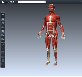 Biodigital human muscles