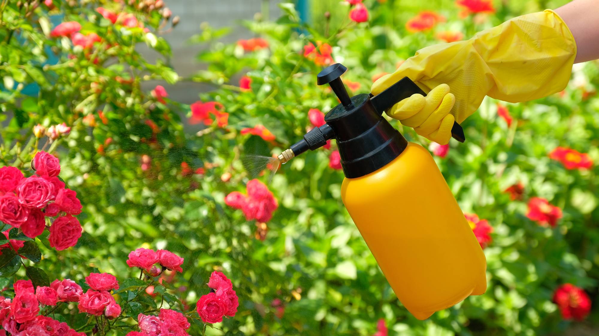Insecticidal soap spray used on roses