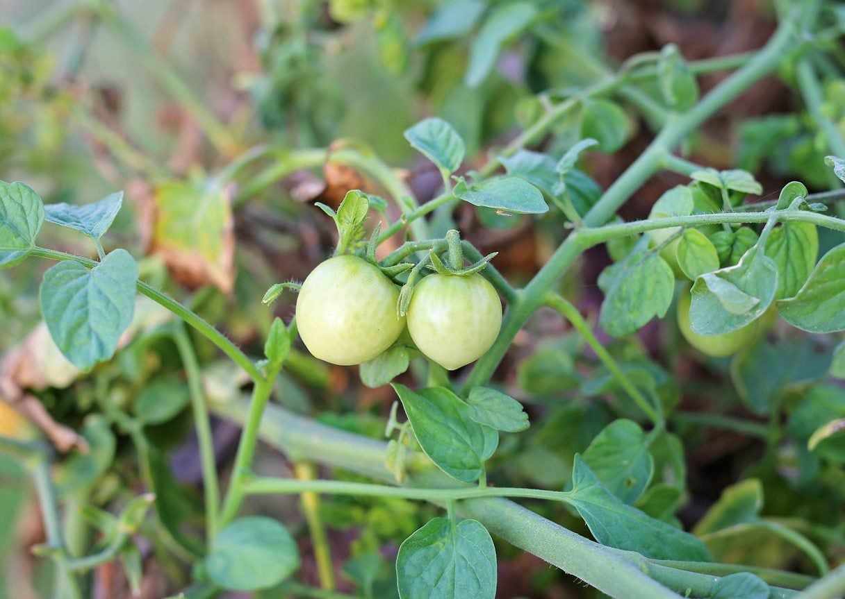 small tomatoes