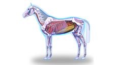 EWA9WW Horse Anatomy - Internal Anatomy of Horse isolated on white