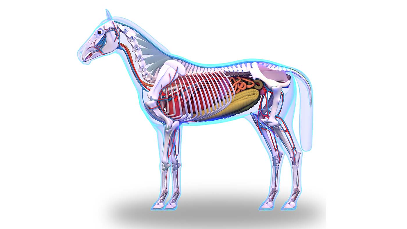EWA9WW Horse Anatomy - Internal Anatomy of Horse isolated on white