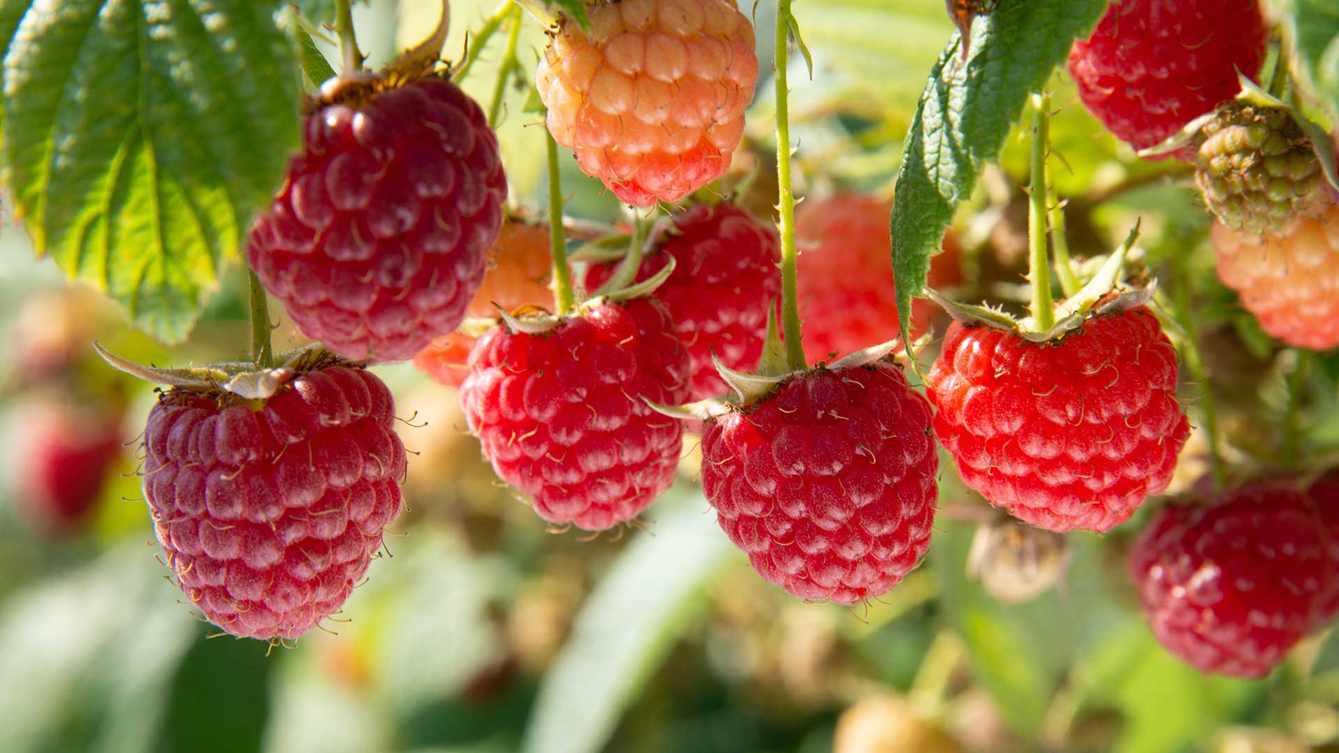 how to prune raspberries – raspberries on plant