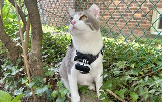 insta360 go3s on cat
