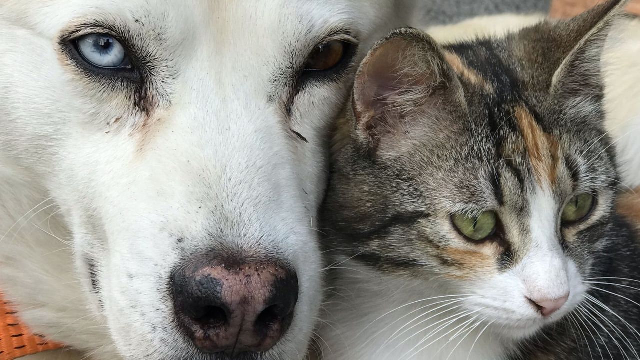 Cat and dog