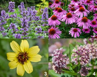 Anise Hyssop, Coneflower, Chocolate Flower, Common Milkweed