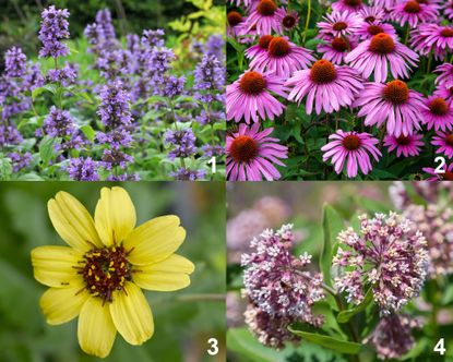 Grow A Native Cut Flower Garden: 5 Planting Recipes | Gardening Know How