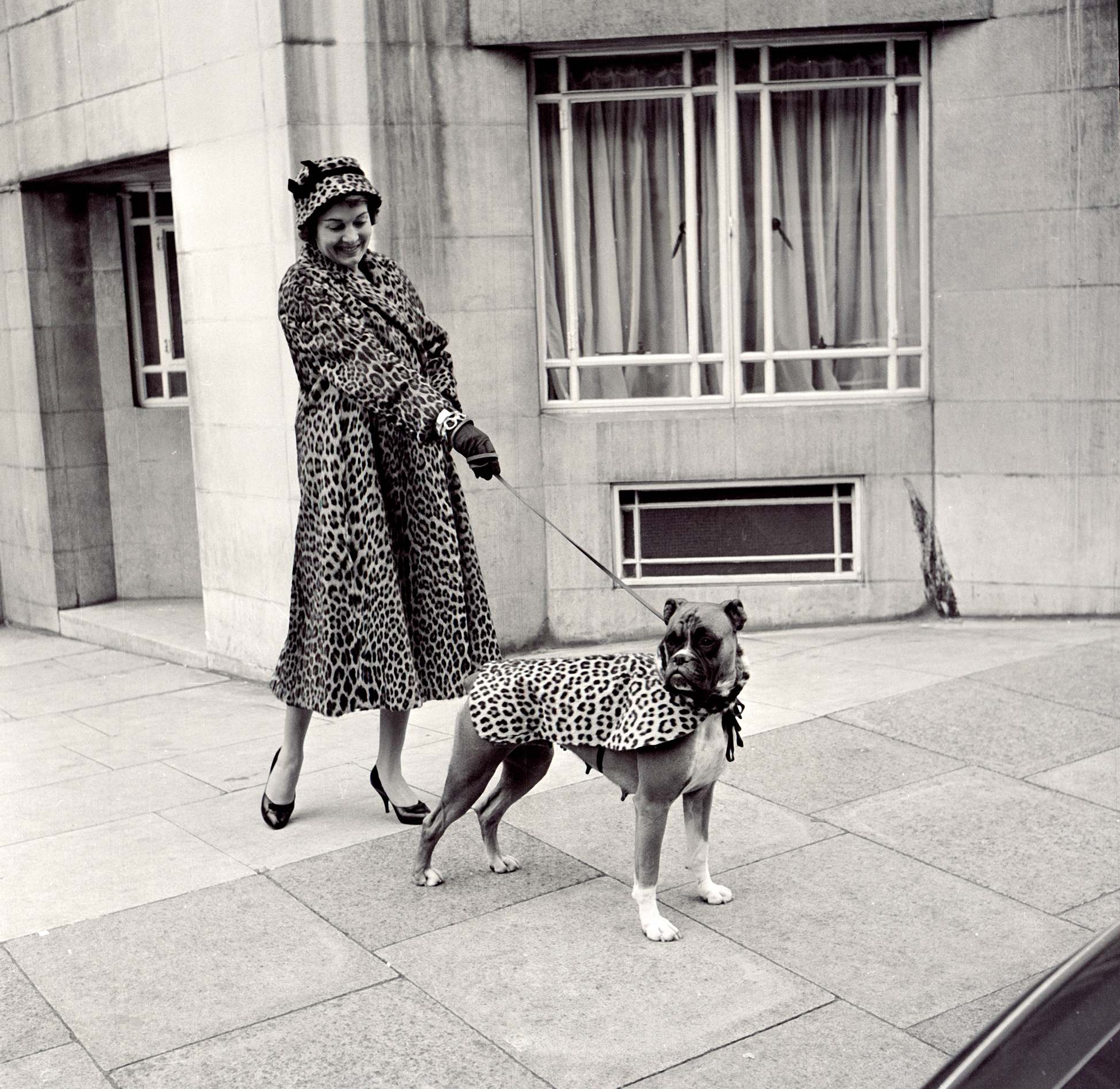Historic boxer dog photographs showing the breed through the decades: guarding a sleeping child, peering from a kennel, posing in a boater hat, wearing a matching coat and riding in a racing car.