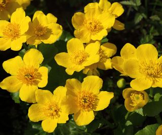 marsh marigold ground cover plants in full bloom