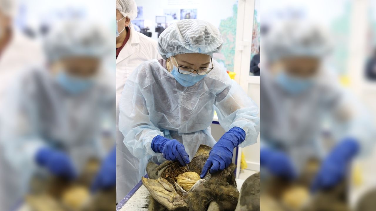 A researcher removes the bear's brain.