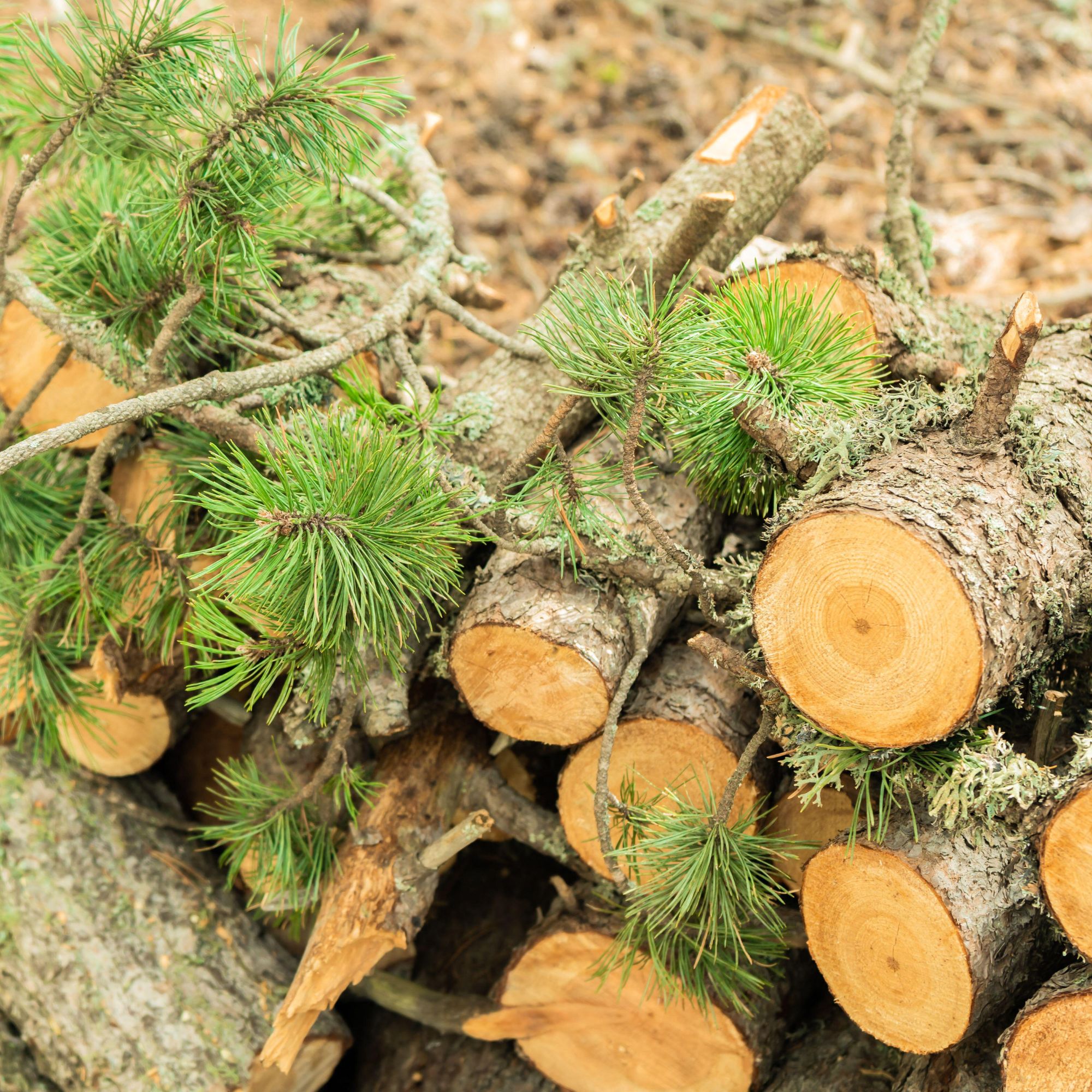 log pile with Christmas tree