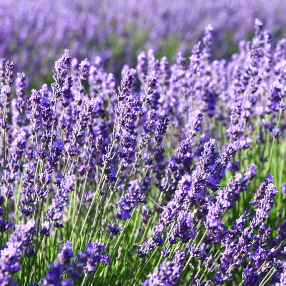 Five Lavenders For Your Fragrant, Drought Tolerant Garden | Gardening ...