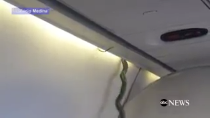 A snake. On a plane.