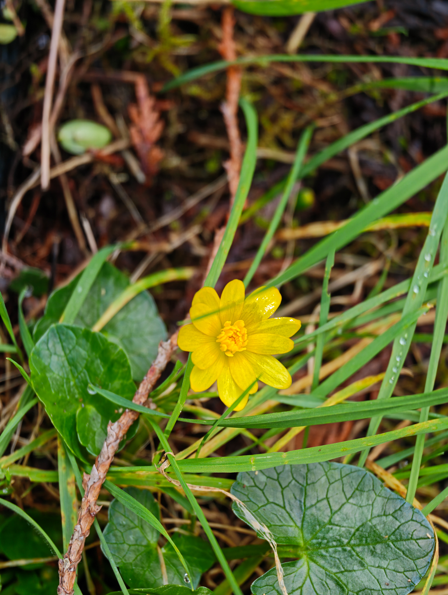 A photo taken on a Leica Leitzphone 200MP smartphone camera