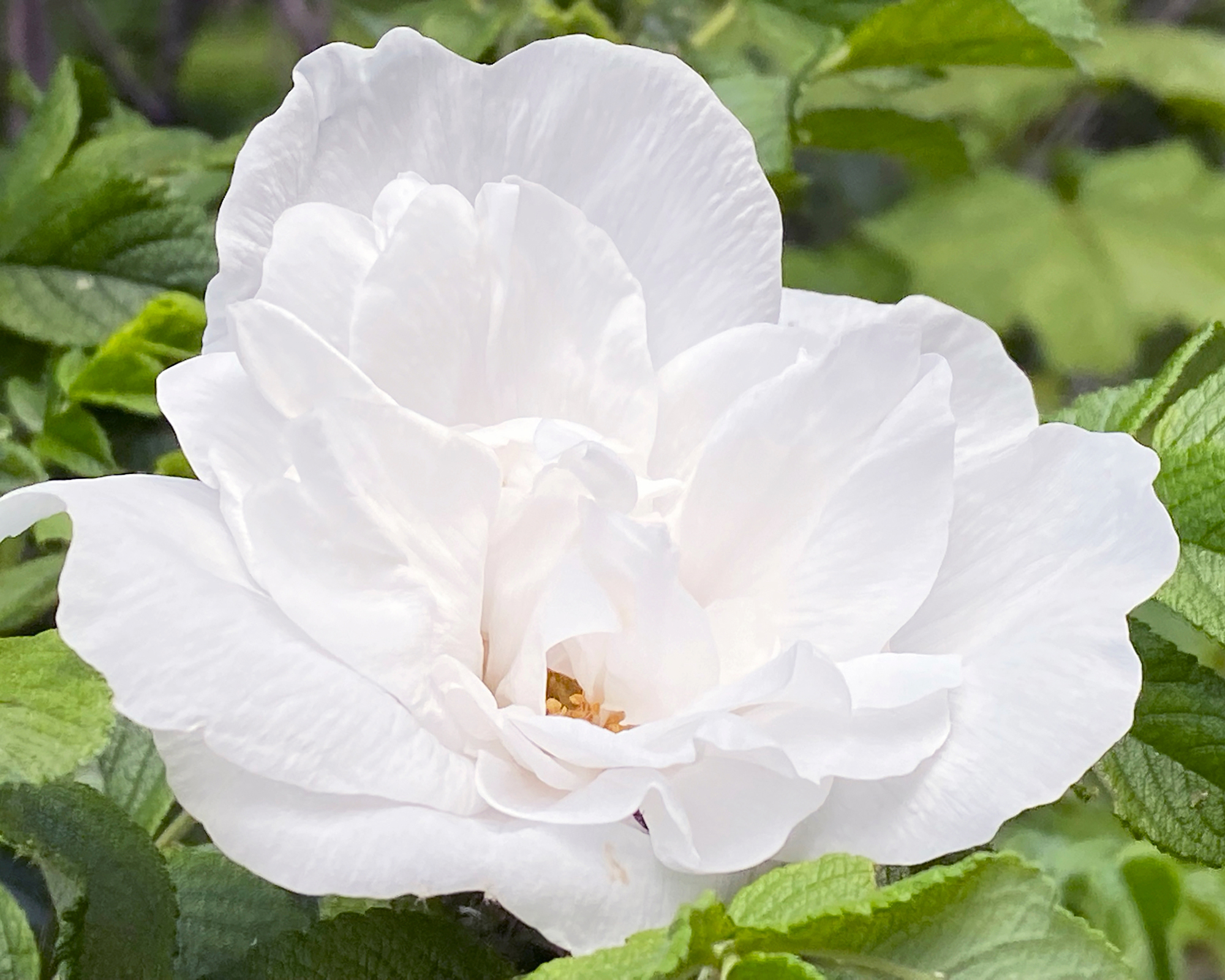 Blanc Double deCoubert Rugosa rose flower