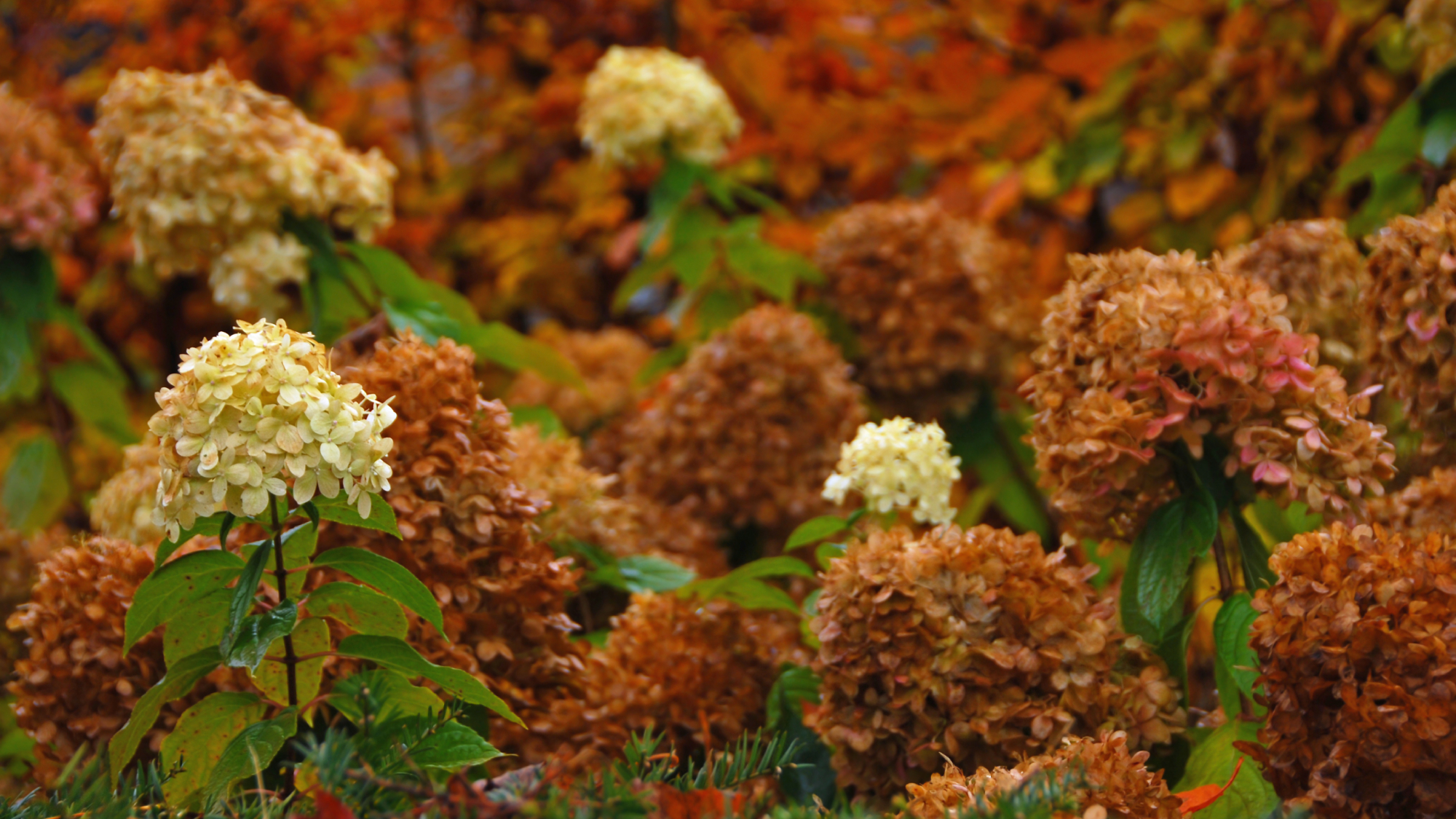 Brown hydrangeas in fall