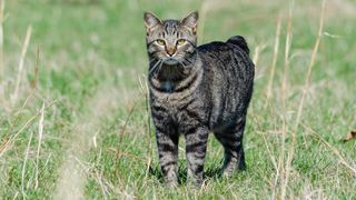 Manx cat stood outside in the grass looking at camera