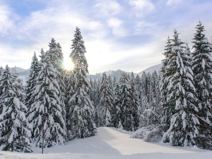 Northeast Evergreen Trees Covered In Snow