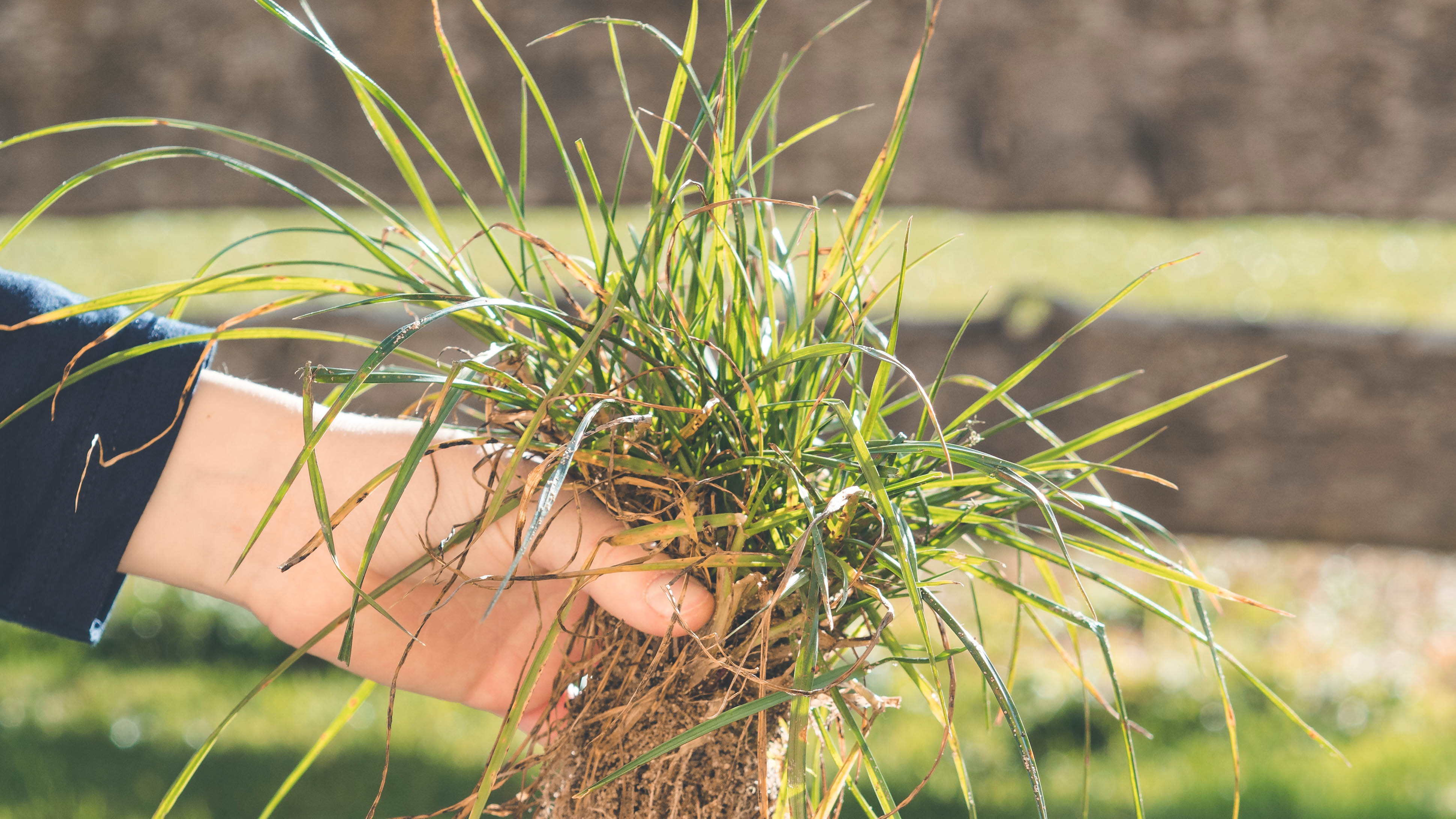 Crabgrass that has been removed is held in one hand