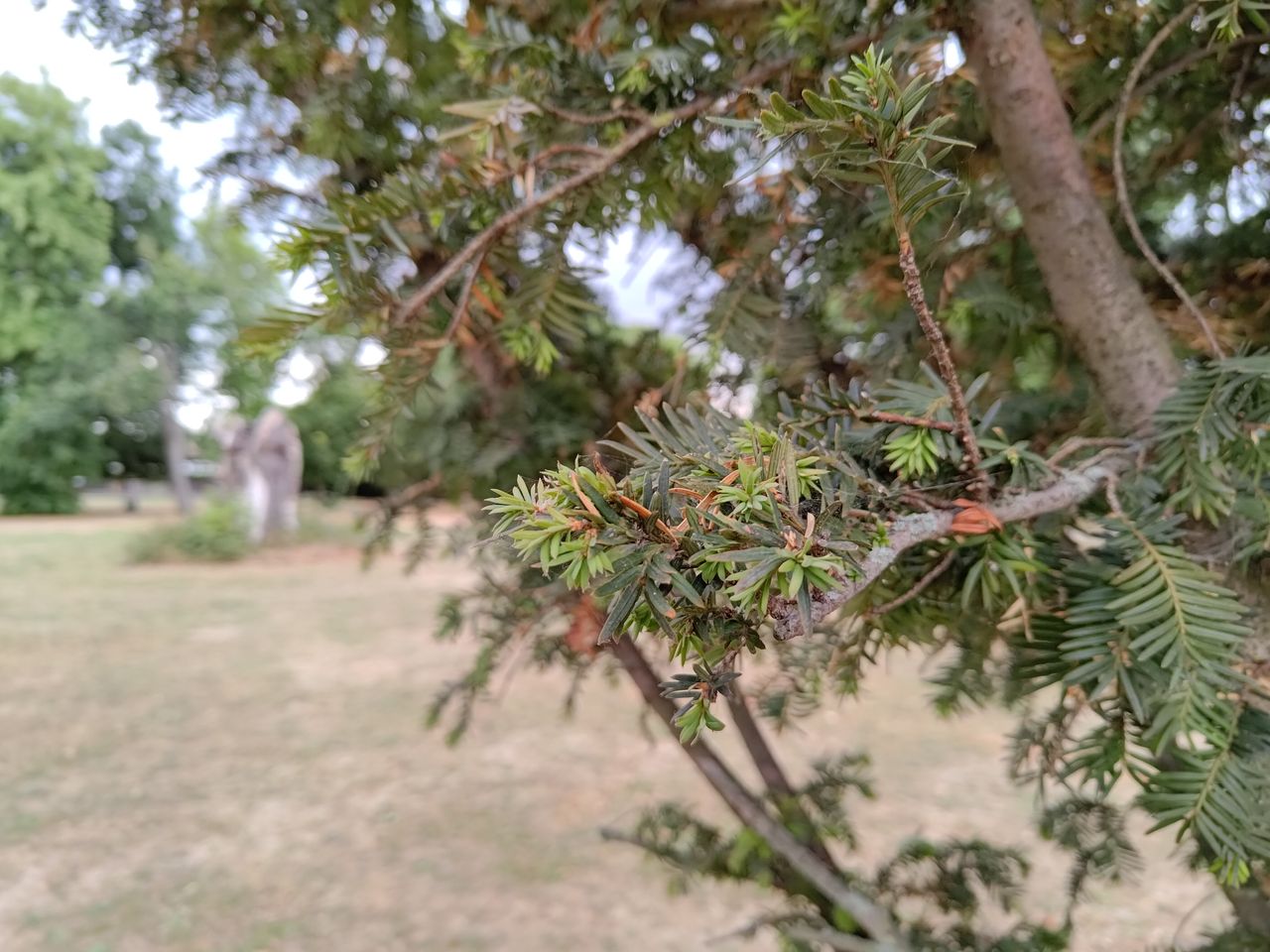 Photo captured on the Asus Zenfone 9