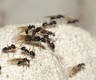 A group of flying ants on a beige rough surface