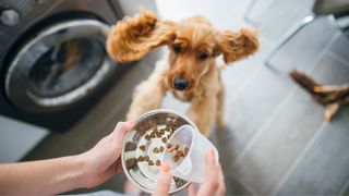 Dog jumping up to eat kibble from bowl