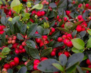 red berries of checkerberry ground cover plant, also known as American winterberry