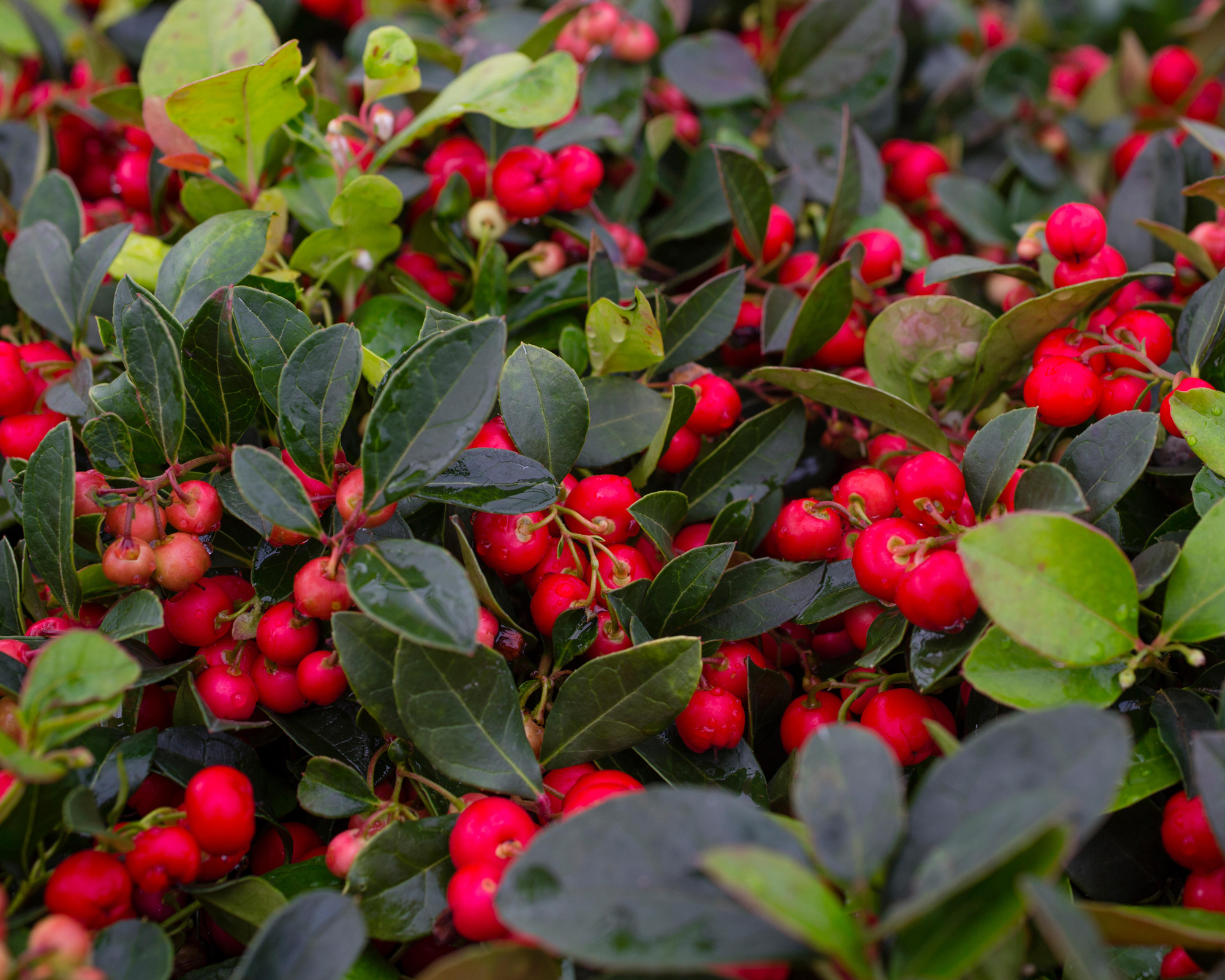 red berries of checkerberry ground cover plant, also known as American winterberry