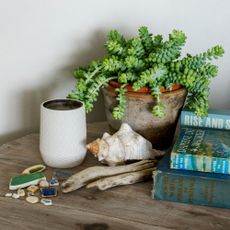 A succulent plant on a side table with books