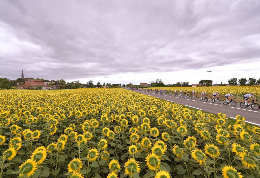The Tour de France loves sunflowers!