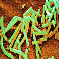 Bacillus subtilis, shown here, is one tough customer. The bacteria can form spores to survive through harsh environmental conditions.