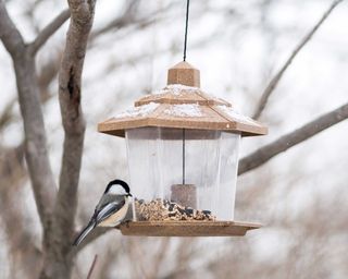 bird on bird feeder in winter