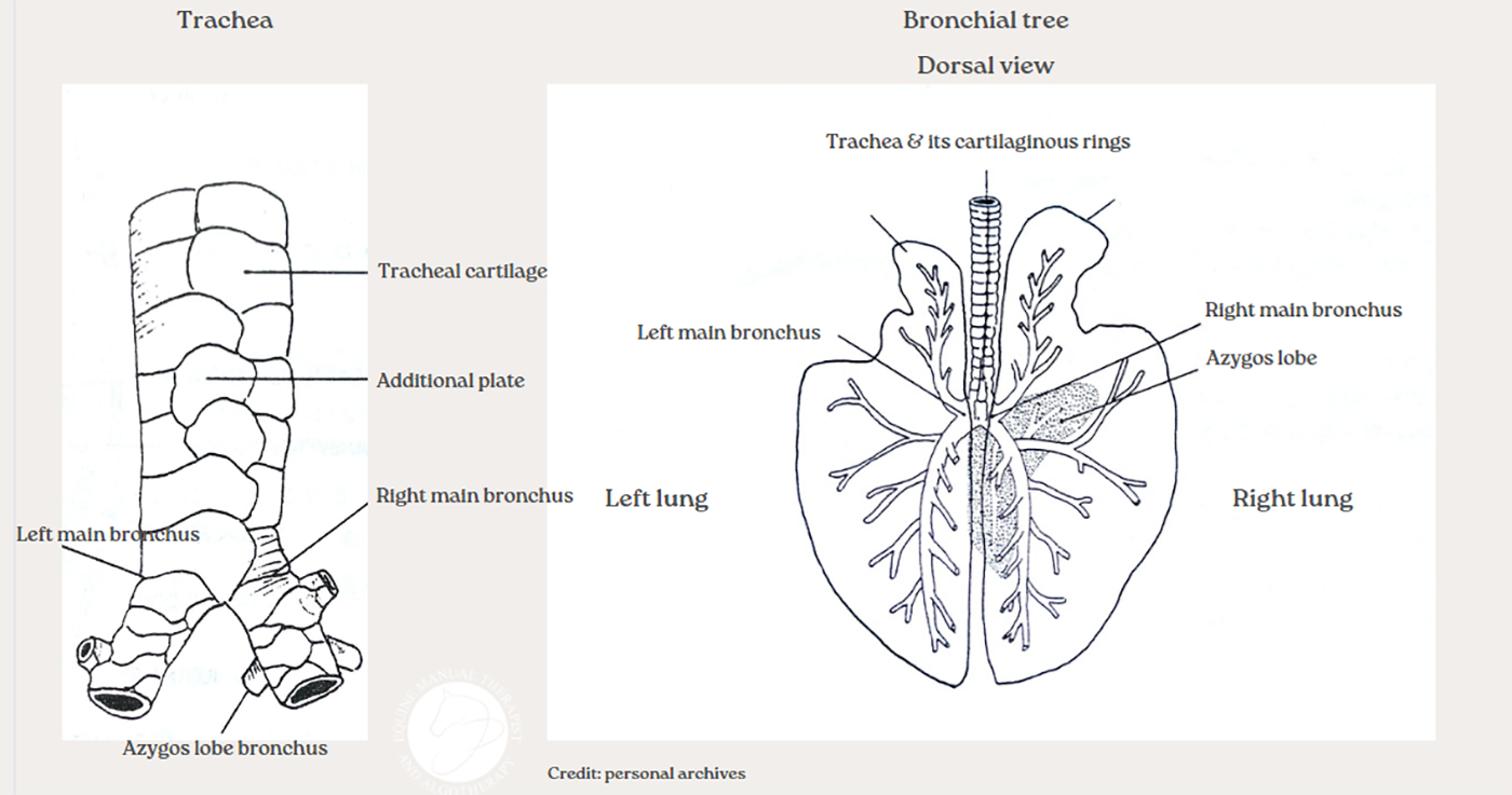 A diagram of the horse&amp;rsquo;s respiratory system