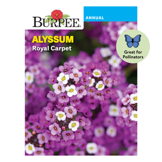 Packet of alyssum pruple flower seeds