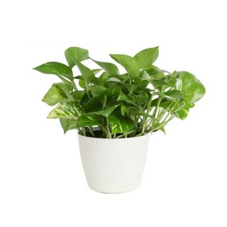 A pothos plant in a white pot