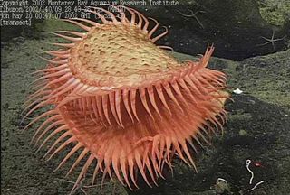 flytrap anemone on davidson seamount