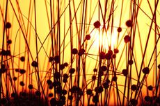 Summer Sun