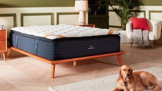 Image shows the DreamCloud Premier Rest Hybrid mattress, the brand's best mattress for plush comfort, next to a Golden Retriever on a mat in a stylish, well-lit bedroom